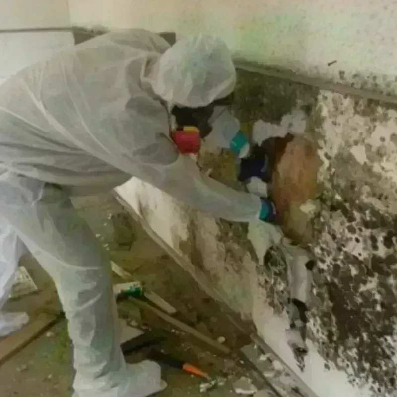 Mold Remediation and Removal in Jacobus, PA